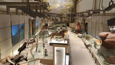 Download Smithsonian National Museum Of Natural History Hall Of Mammals Wallpaper | Wallpapers.com