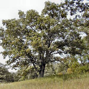 Iowa State Tree, Oak (Quercus spp.), from NETSTATE.COM