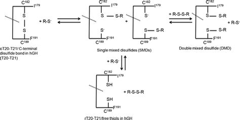 Reaction scheme showing reversible thiol-disulfide exchange between the ...