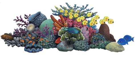 transparent coral reef png - Clip Art Library