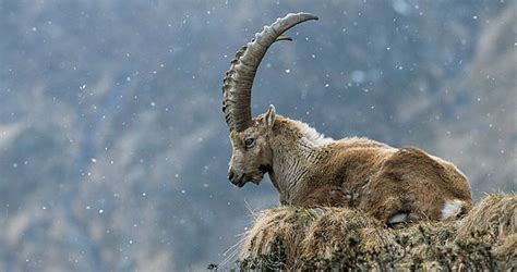 Pyrenean Ibex | Assorted | Pinterest