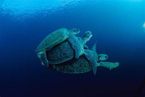 The Most Compelling Photos of the Week — National Geographic | Sea turtle, Turtle, Sea turtle ...