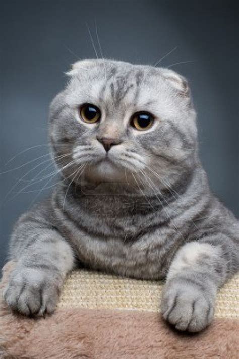 sayfact » Hourly Animals – Scottish Fold Cat – … | Cat scottish fold ...