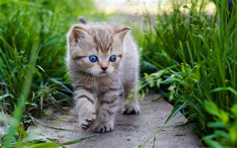 Adorable Kitten in HD Wallpaper