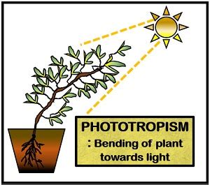 What is Phototropism in Plants? Definition, History, Types & Mechanism - Biology Reader