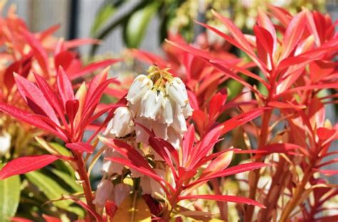 Pieris Japonica Care & Growing Tips | Horticulture.co.uk