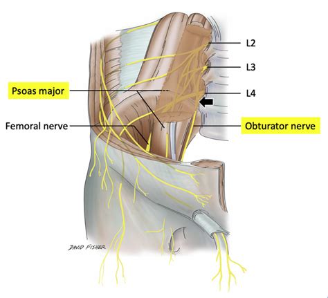 Obturator Nerve - Dr. Justin Dean