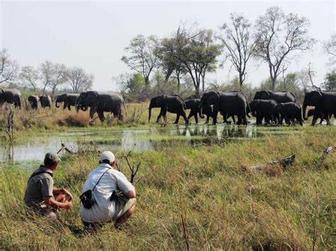 The best walking safaris in Botswana | Expert Africa