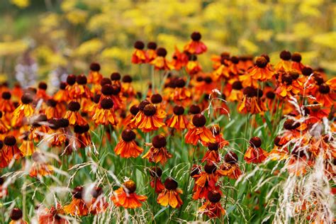 Coneflowers, Echinacea Free Stock Photo - Public Domain Pictures