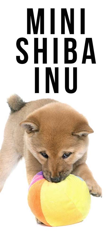 Mini Shiba Inu - The Tiny Version Of the Adorable Spitz Dog