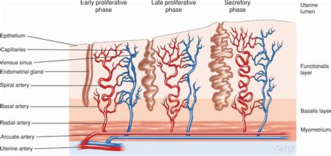 Implantation and Placental Development | Obgyn Key