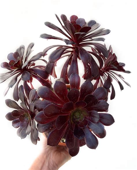 Aeonium Black Rose Zwartkop in 2021 | Container plants, Colorful garden, House plants