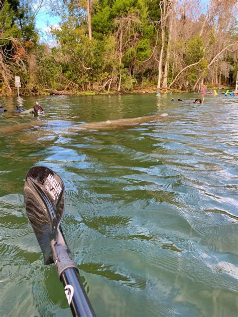 Clear Bottom Kayaking with Florida Manatees - My Little Life's Journeys | Manatee florida ...