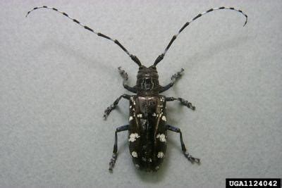 Asian Longhorned Beetle - Don't Move Firewood