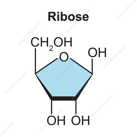 Ribose sugar molecule, illustration - Stock Image - F037/4410 - Science ...