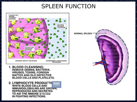 Spleen Function In Immune System