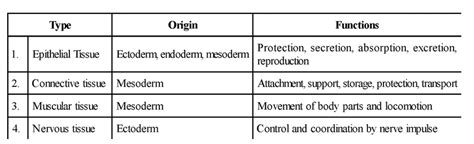 Types of Animal Tissues of class 11th