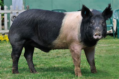 Hampshire - British Pig Association