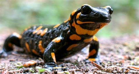 Salamander Pictures | Amazing Wallpapers