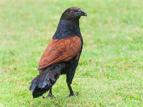 Bharadwaj Bird (Greater Coucal) Species, Details, Facts, Pictures, Cost & More - News Bugz