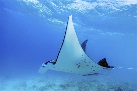 Which Animals Eat Manta Rays? | Sciencing