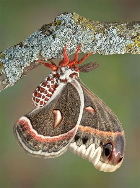 Cecropia moth cocoon stock image. Image of butterfly - 24814593