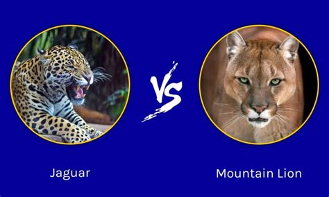 Jaguar Vs Lion Size