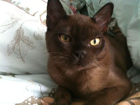 Puck; my golden-eyed sable Burmese kitten. He has a very 'puckish' personality and looks like a ...