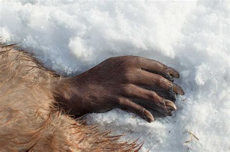 Beaver Tracks: Identification Guide for Snow, Mud, and More - A-Z Animals