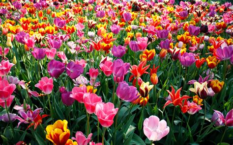 ¿Cuáles son las flores de la Primavera? - ViviendoSanos.com