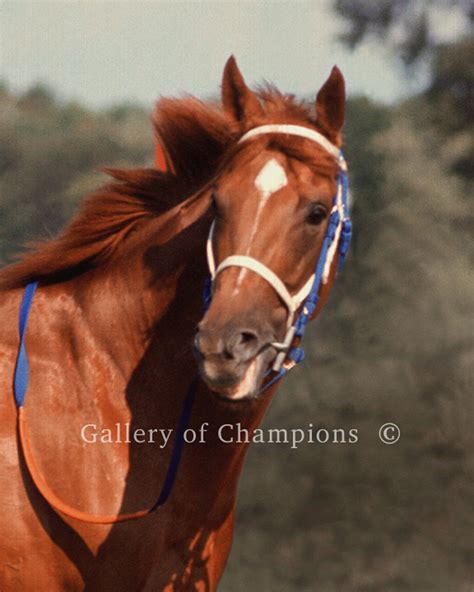 Secretariat Portrait Photo profile in Greatness 312 - Etsy