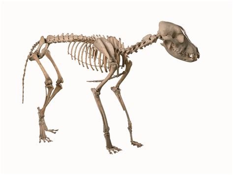 Easton Dog Skeleton - The Salisbury Museum