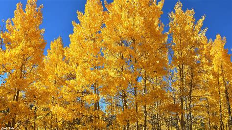 Your ultimate guide for Colorado's fall colors