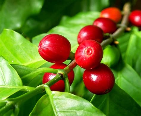 Buy Cascara Tea (Coffee Cherry Tea) Benefits, How to Make, Side Effects ...