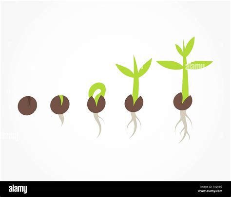 Vegetation stages Stock Vector Images - Alamy
