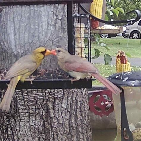 Yellow Cardinals: Rare Birds You'd be Incredibly Lucky to See