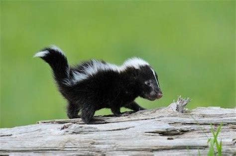 17 Baby Skunks That Will Make You Feel Better About Life