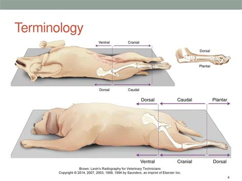 Dog Dorsal Recumbent Position