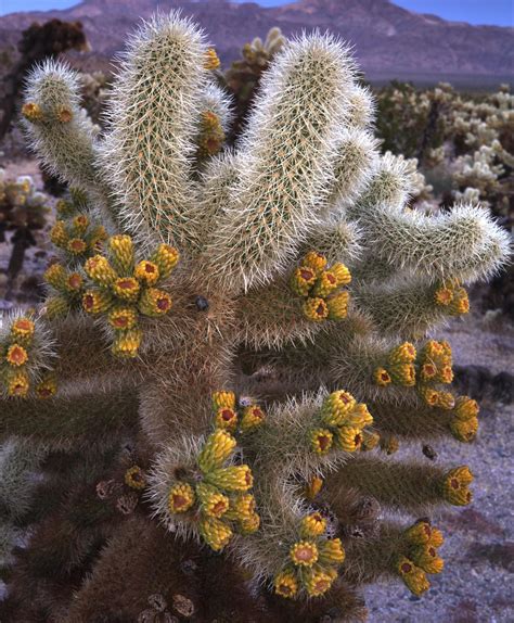 Cholla Cactus Facts - Gardenerdy