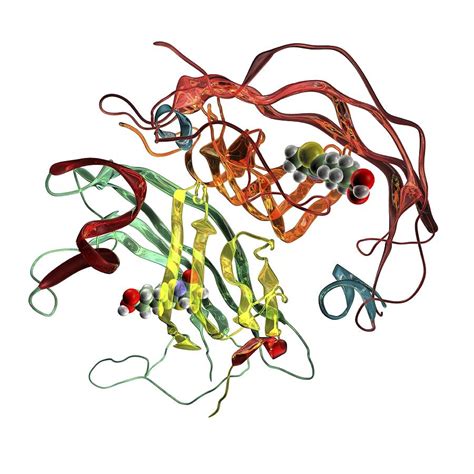 Streptavidin-biotin molecular complex Photograph by Science Photo ...