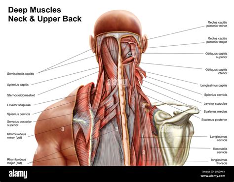 Back Of Neck Anatomy Muscles Of The Head And Neck Anatomy Pictures ...