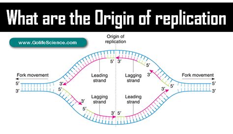 The Origin of Replication in both Prokaryotes and Eukaryotes