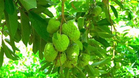 Farmer turns to custard apple over coffee farming - FarmKenya Initiative