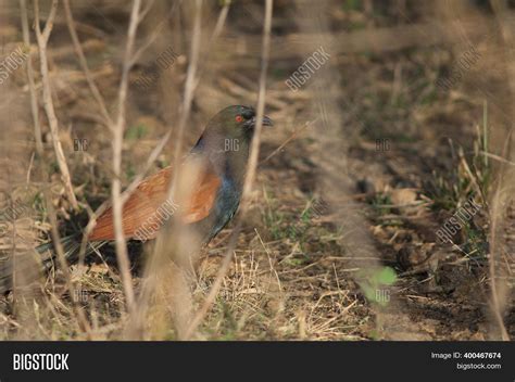 Greater Coucal Image & Photo (Free Trial) | Bigstock