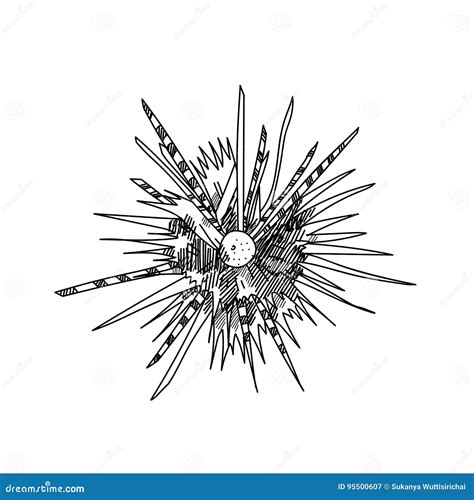 Sea Urchin Hand Drawn Sketch Illustrations of Engraved Stock Illustration - Illustration of ...