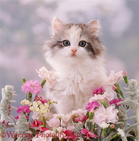 Fluffy kitten, 8 weeks old, among pink flowers photo WP37520