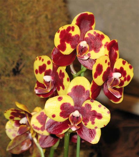 Phalaenopsis (The Moth Orchid) | The Canadian Orchid Congress