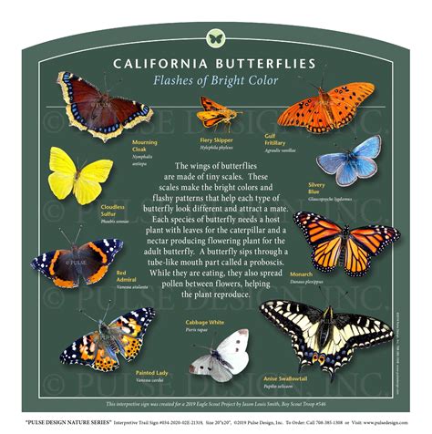 Outdoor Interpretive Sign: Butterfly, Identification Guide, California, Swallowtail, Monarch ...