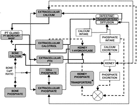 Block diagram of calcium homeostasis. Arrows, Equations of the model;... | Download Scientific ...