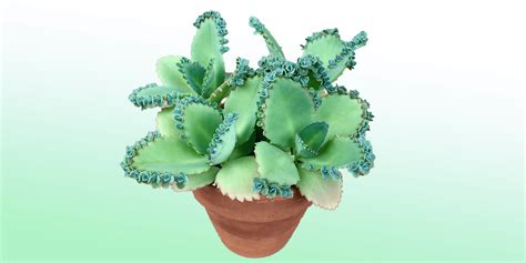 Mother of Thousands: Indoor Plant Care Guide | Plantcarefully